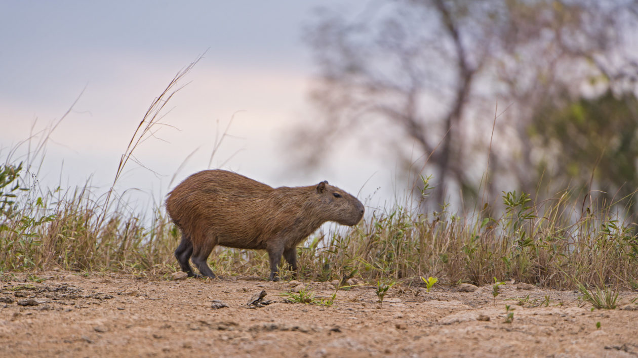 capybara on land