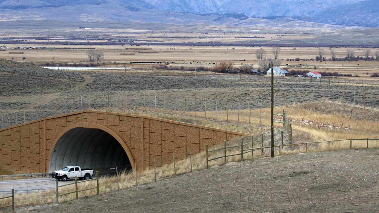 road overpass with pronghorn on top