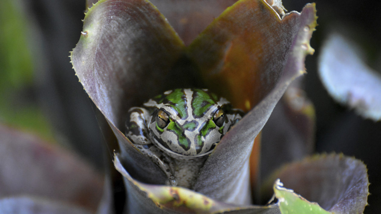 frog hiding in plant