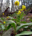 yellow lily flowers amid trees