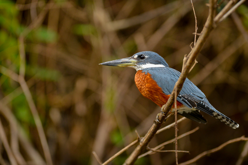 large kingfisher with red breast