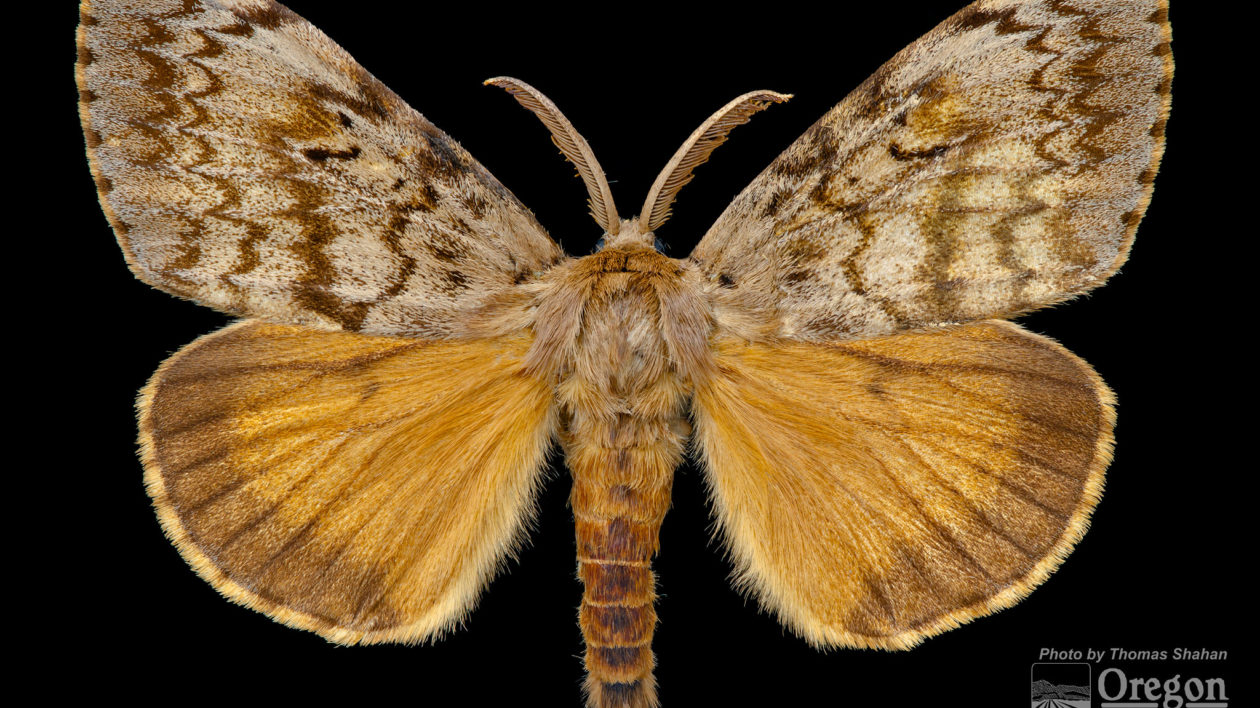 yellow and brown moth
