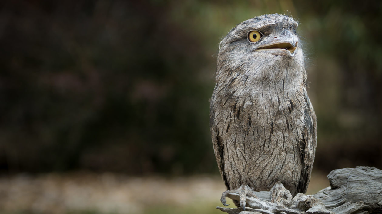frogmouth perched on stick