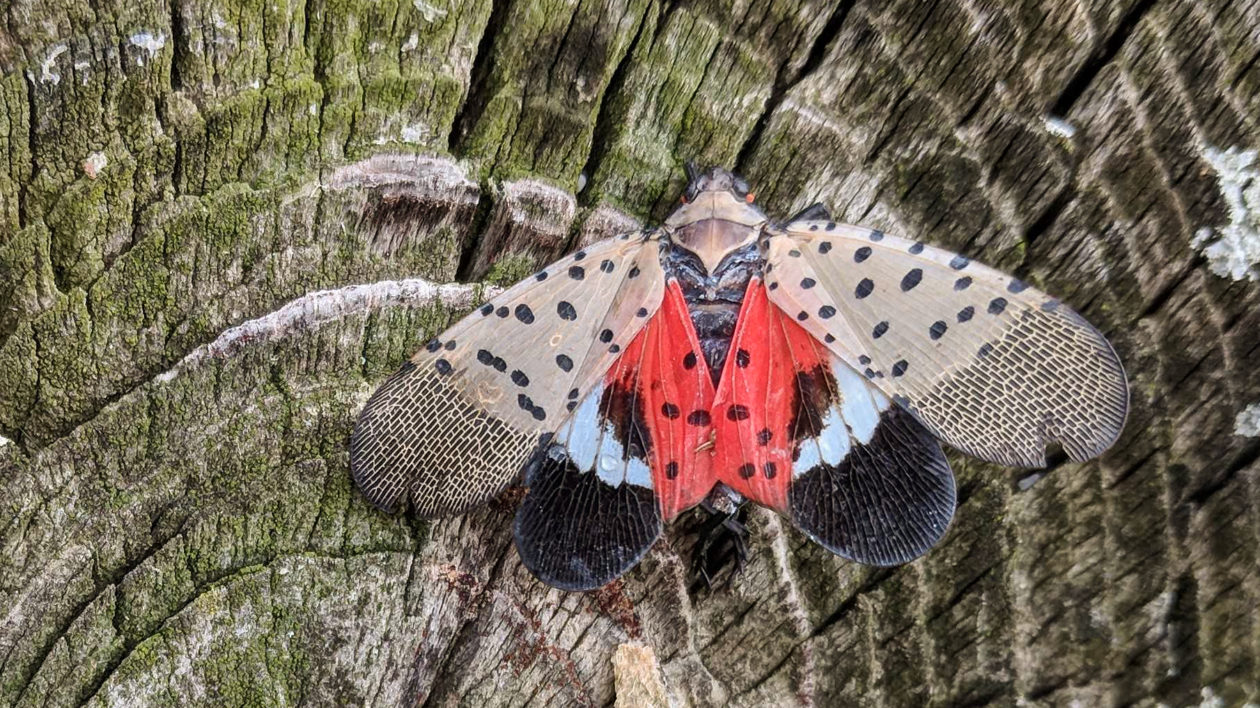 red and blue insect on a tree