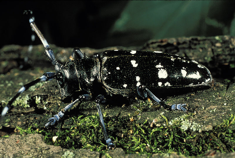 black beetle with white spots