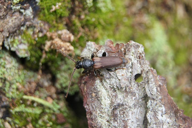 brown insect on a rock