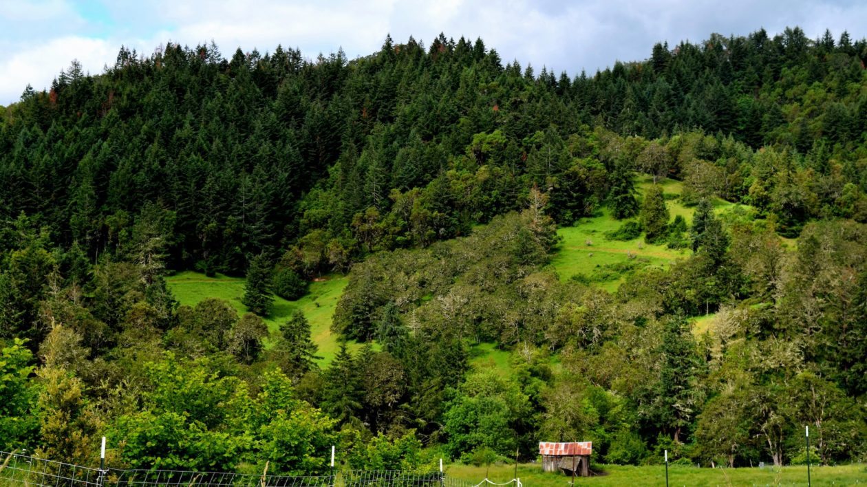 green hills with forest and fields