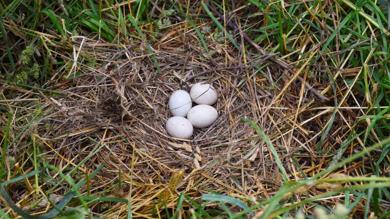 eggs in a nest in the grass