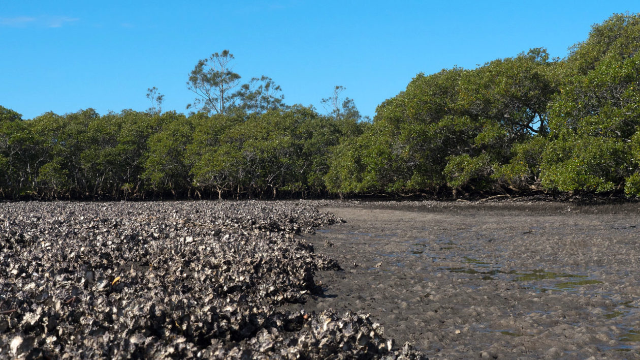 reef next to mud with mangroves in background
