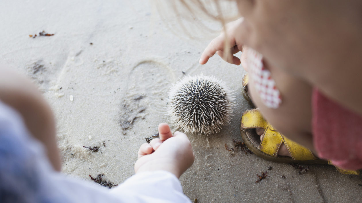 Two girls examine a sea urchin 