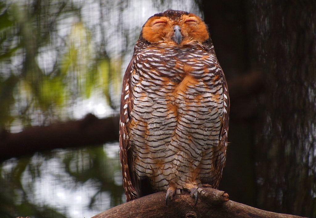 owl with orange face