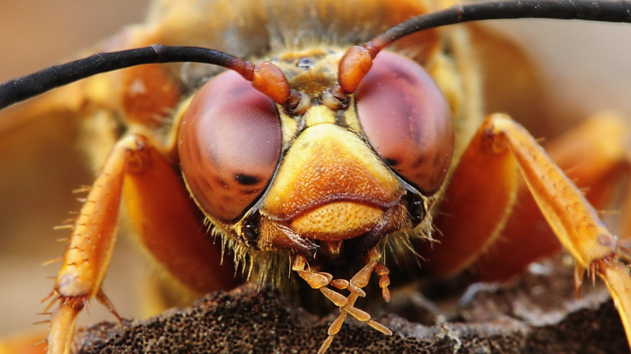 close up of insect eyes