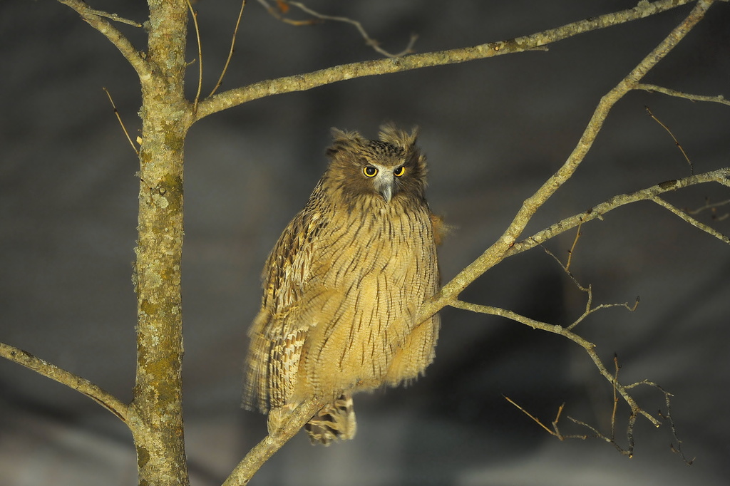 large owl in tree