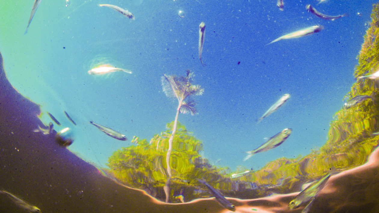 view underwater of small fish