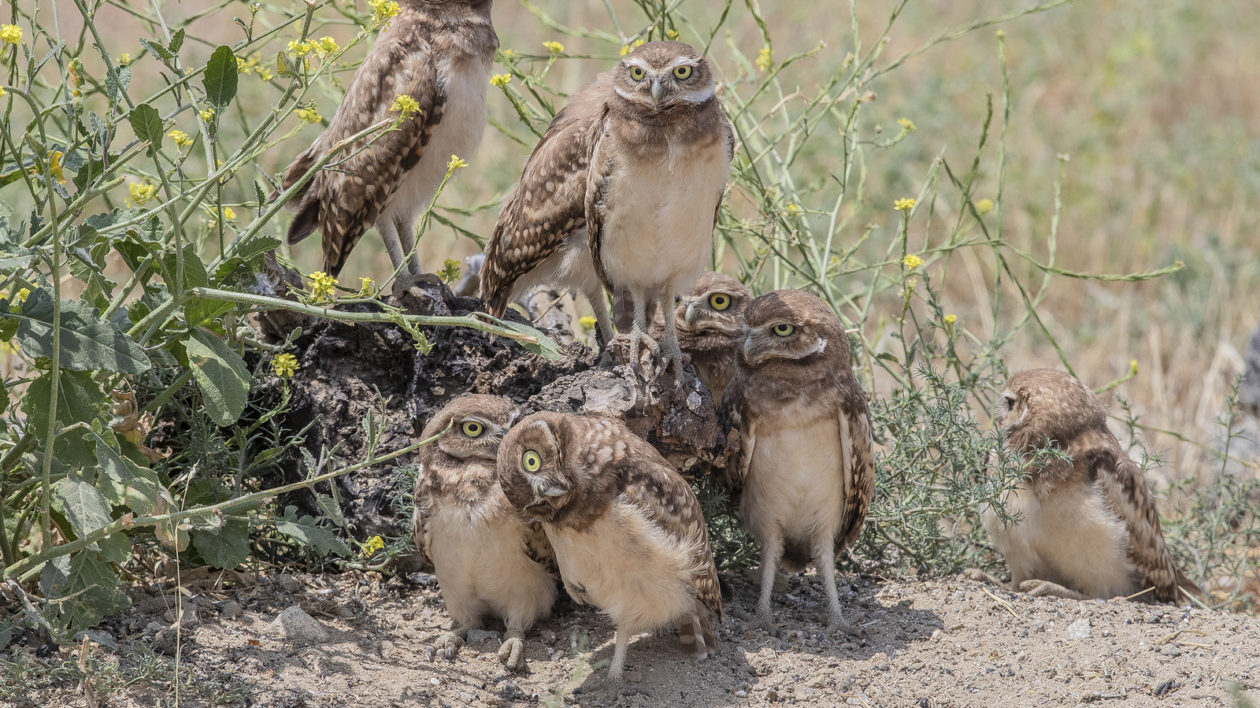 owls outside burrow