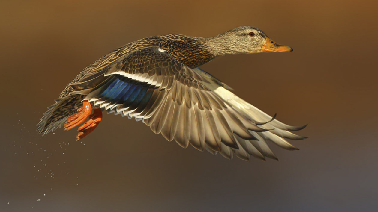 duck in flight