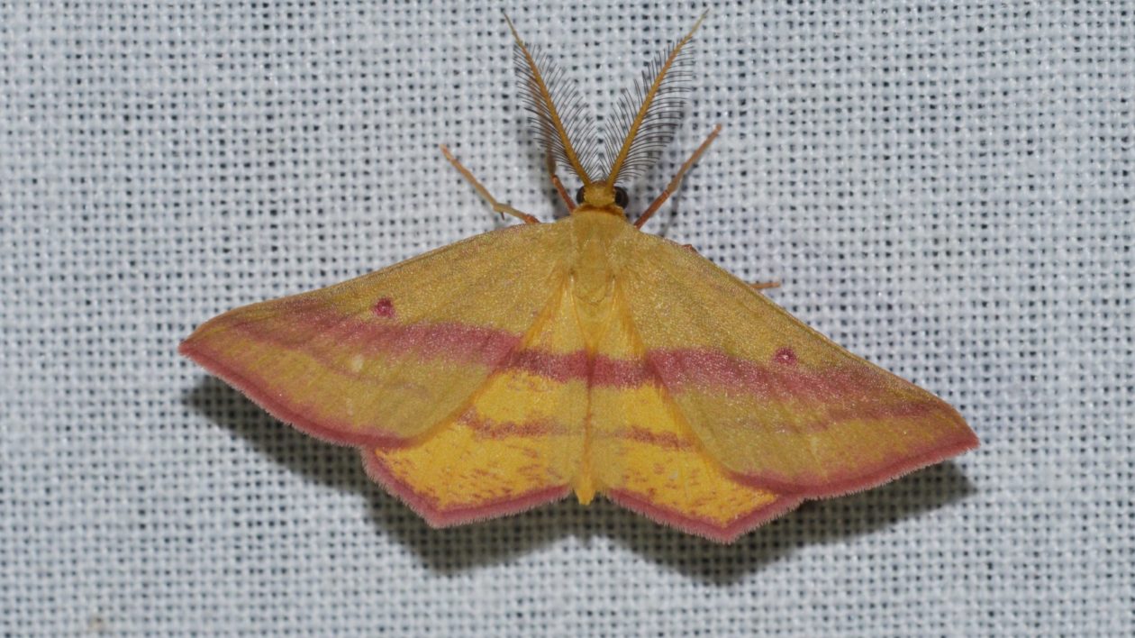yellow moth with pink stripes