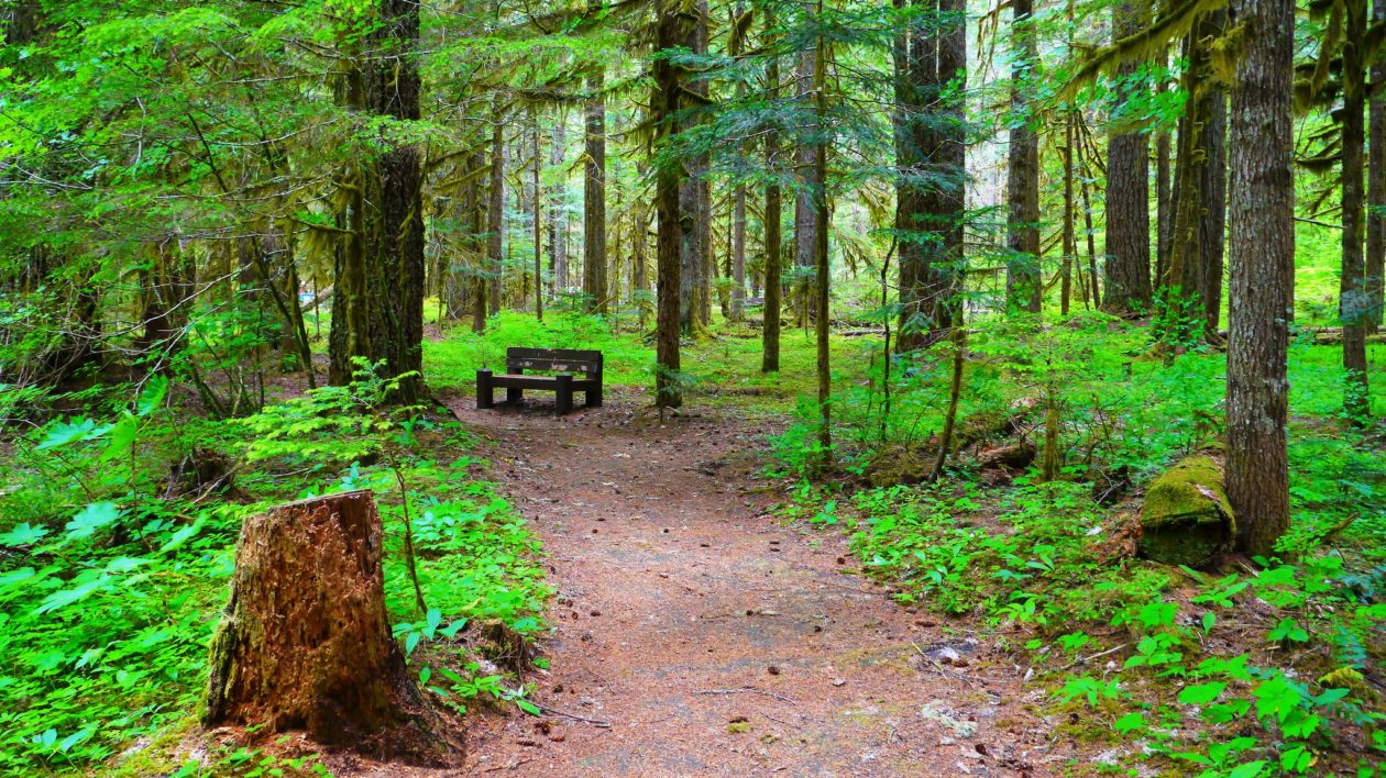 picnic table in a forest