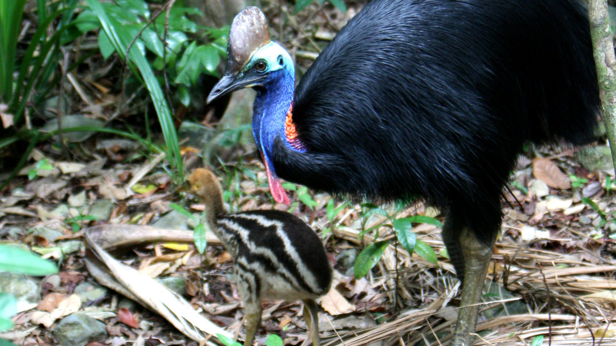 cassowary with young