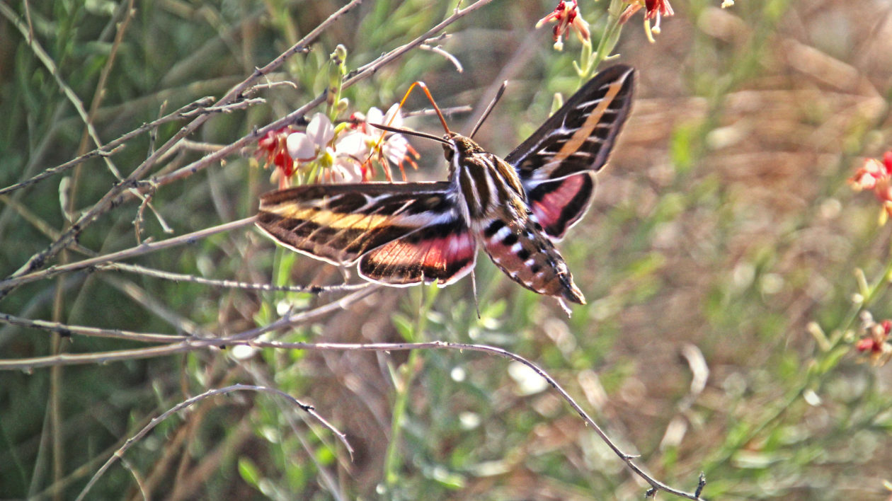 large moth with pink, white and blcak on wings