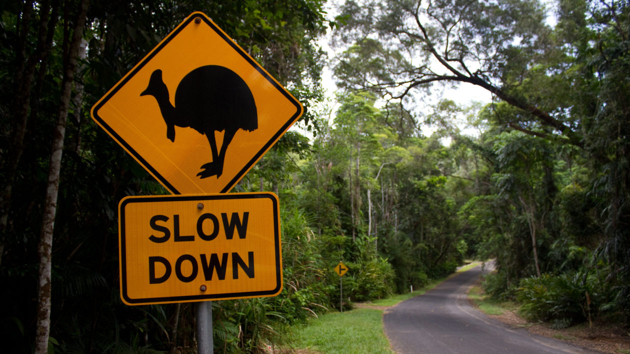 road sign warning of cassowaries