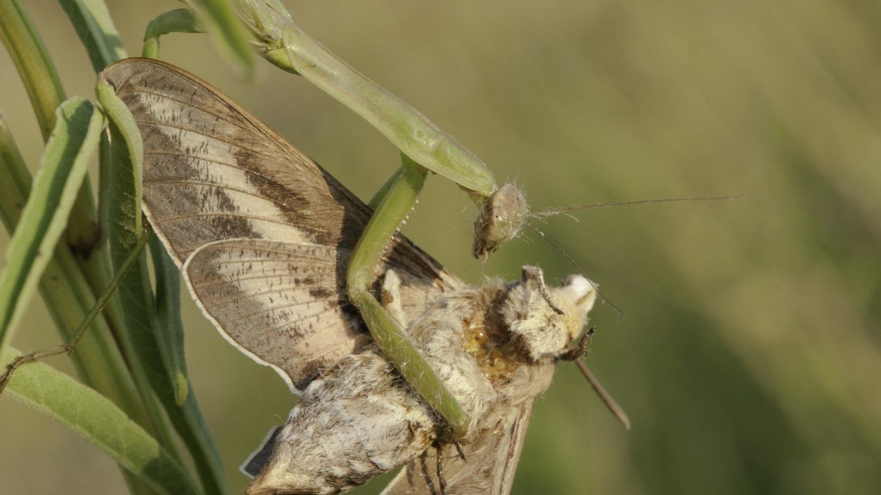mantis insect eating moth