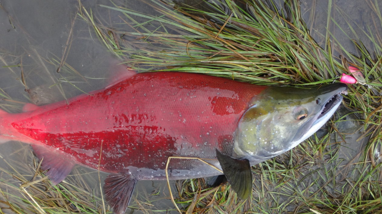 red salmon in reeds