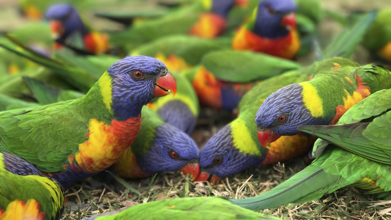 rainbow colored parrots feeding