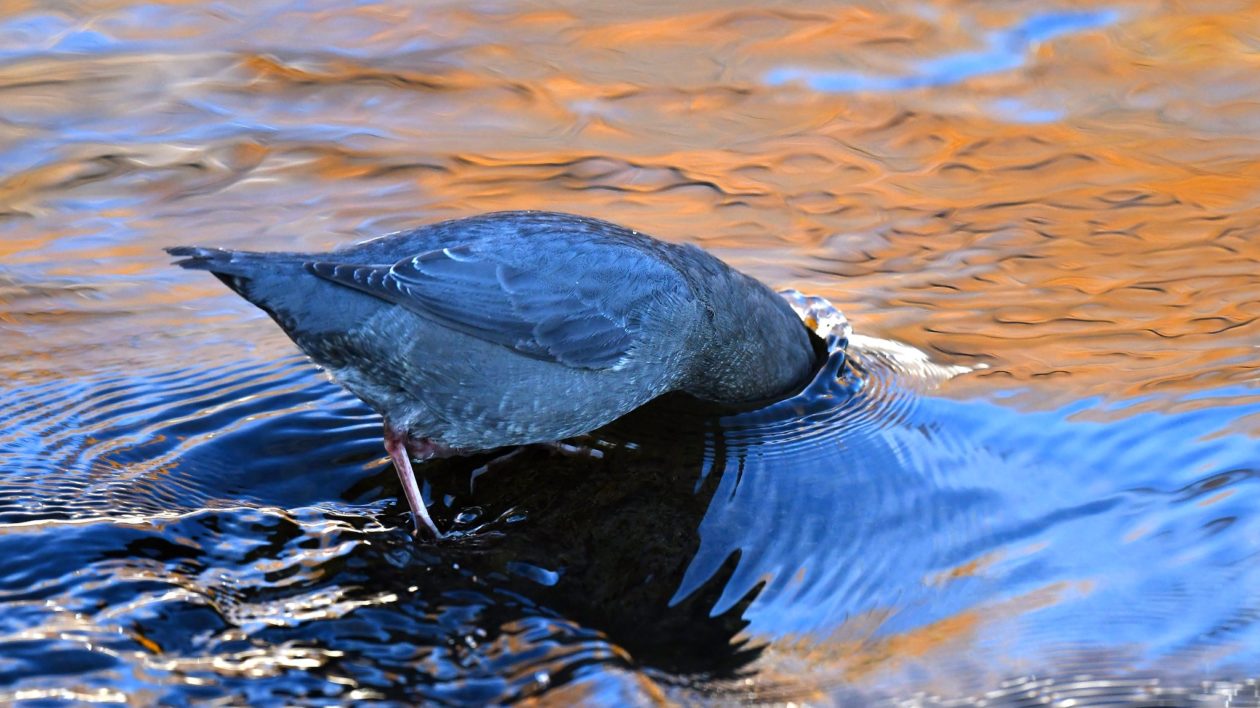bird dunks its head underwater to feed