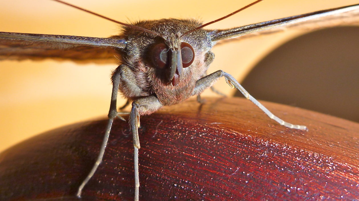 close up of moth face and eyes