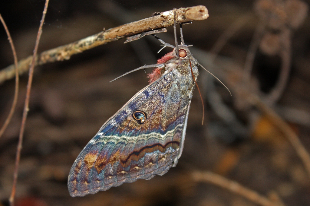 moth hanging from a twig