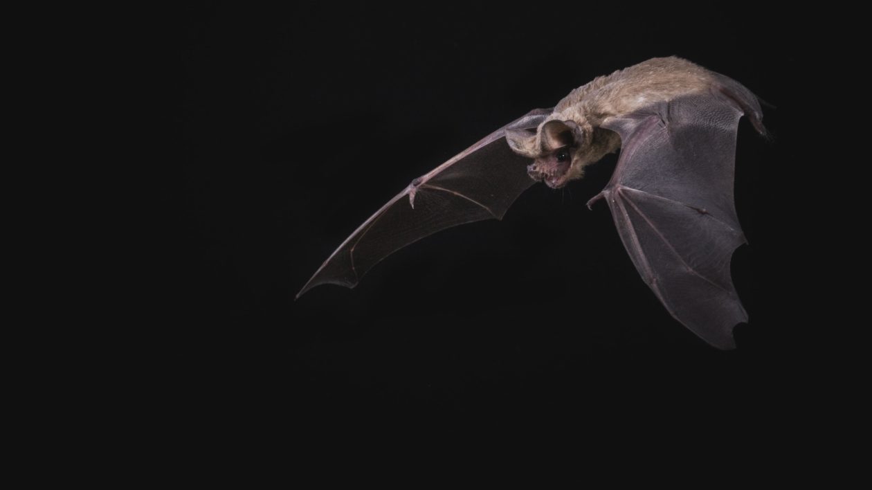 brown bat on a dark background