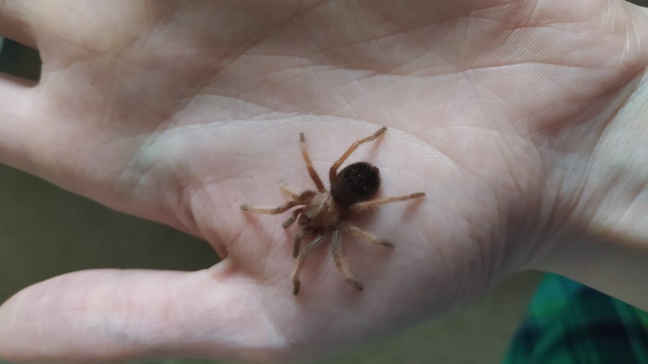 very small brown spider on a hand
