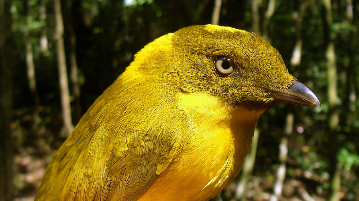 close up of a yellow bird