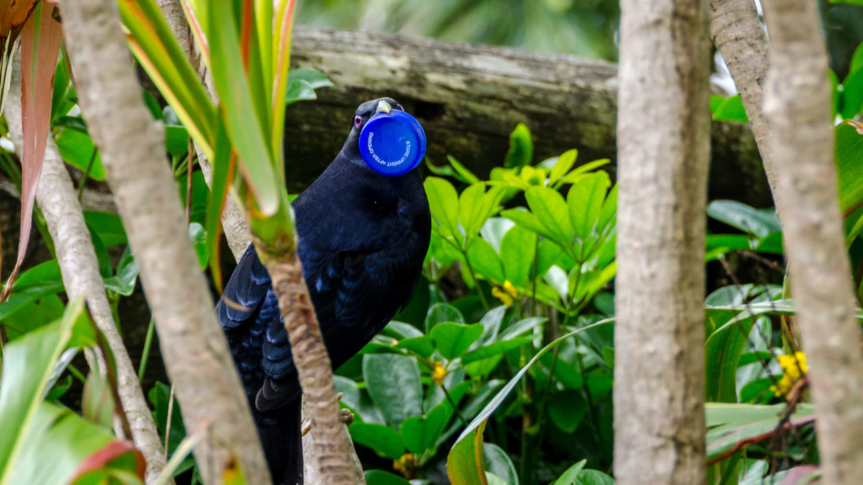 dark bird with blue milk bottle in it's beak