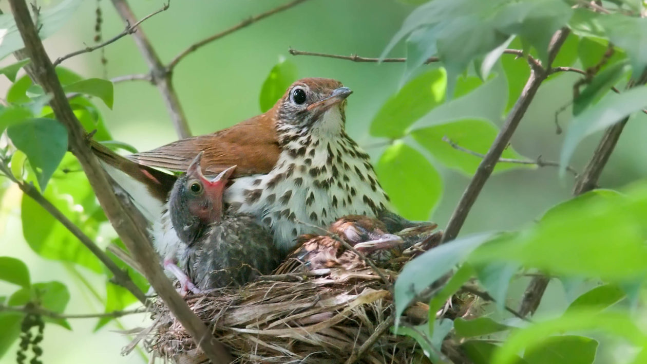 cowbird nest