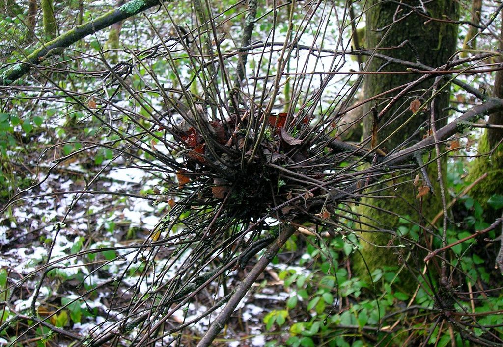 tree with ball of sticks growing from a branch