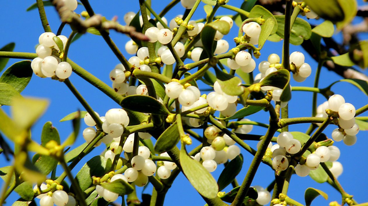 plant with small green leaves and white berries