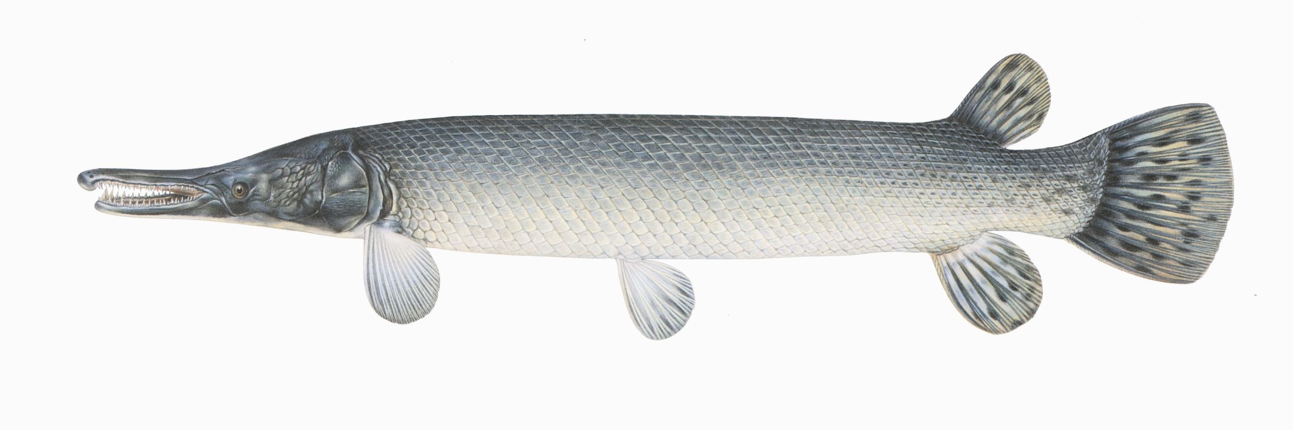 illustration of long narrow fish