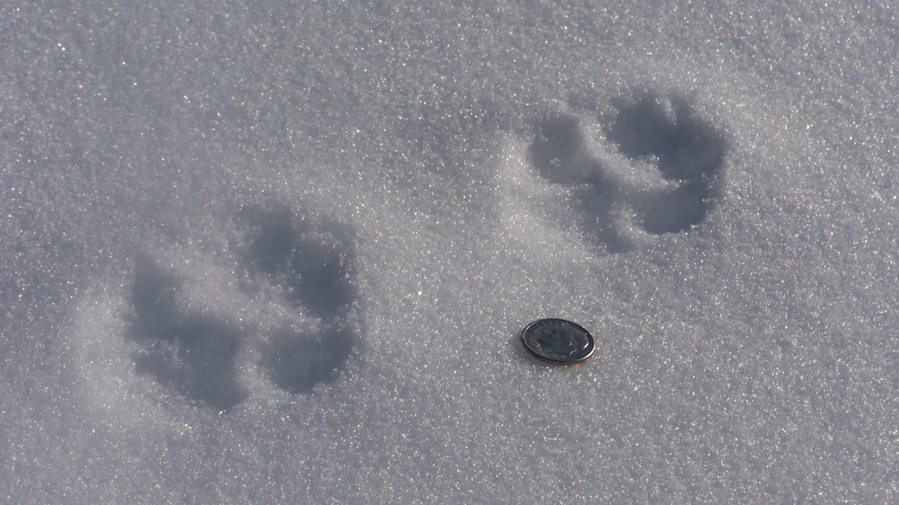 two fox tracks in the snow
