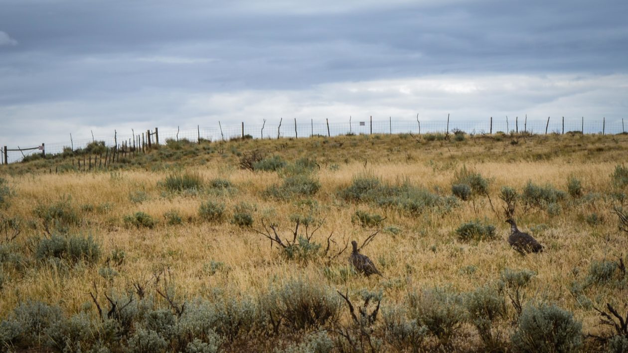 two grouse in grassland with a fence in the distace