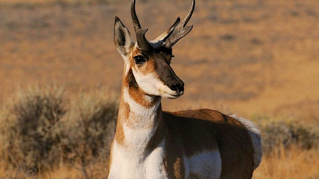 close of up pronghorn face