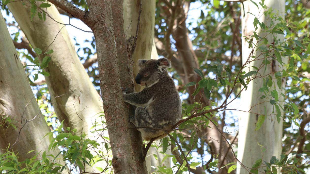 koala sitting on a very small branch in a tree