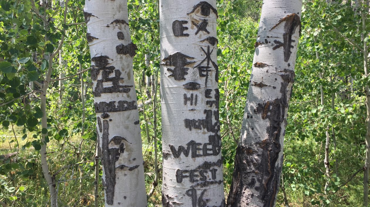 trunks of trees with carvings on them