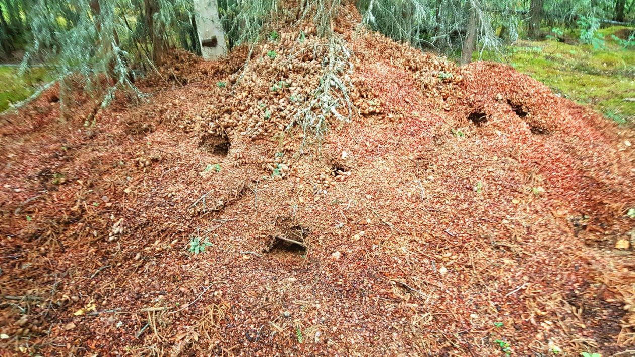 mound of pine needles and cones