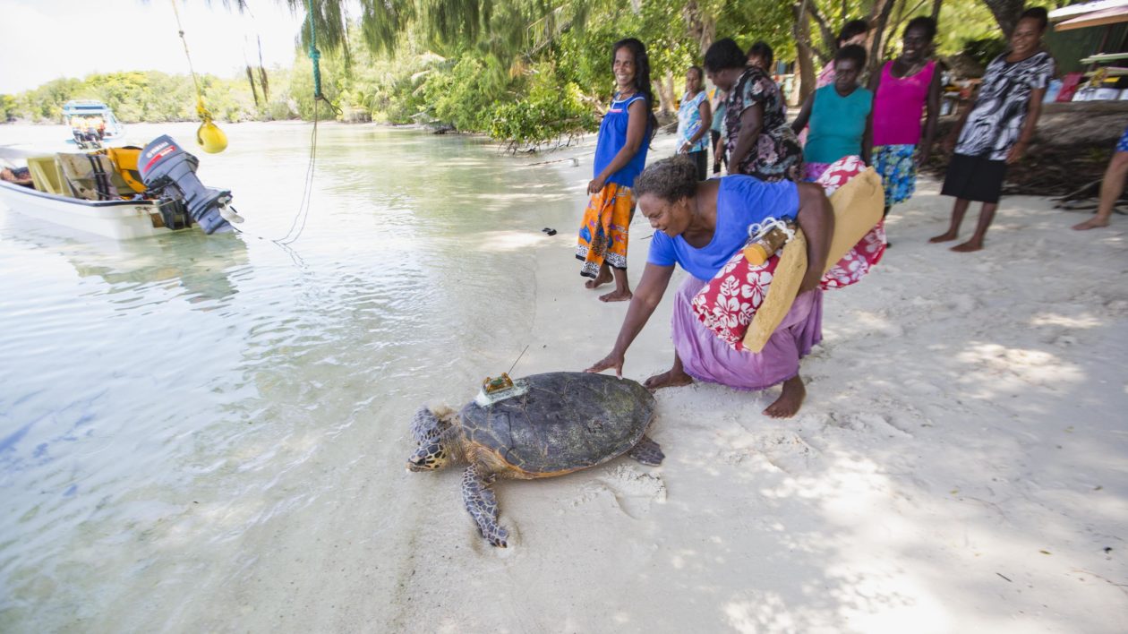 women and a sea turtle one beach