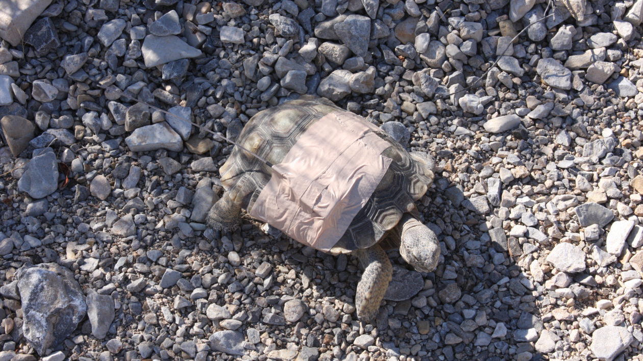 tortoise with radio tracker on it's shell