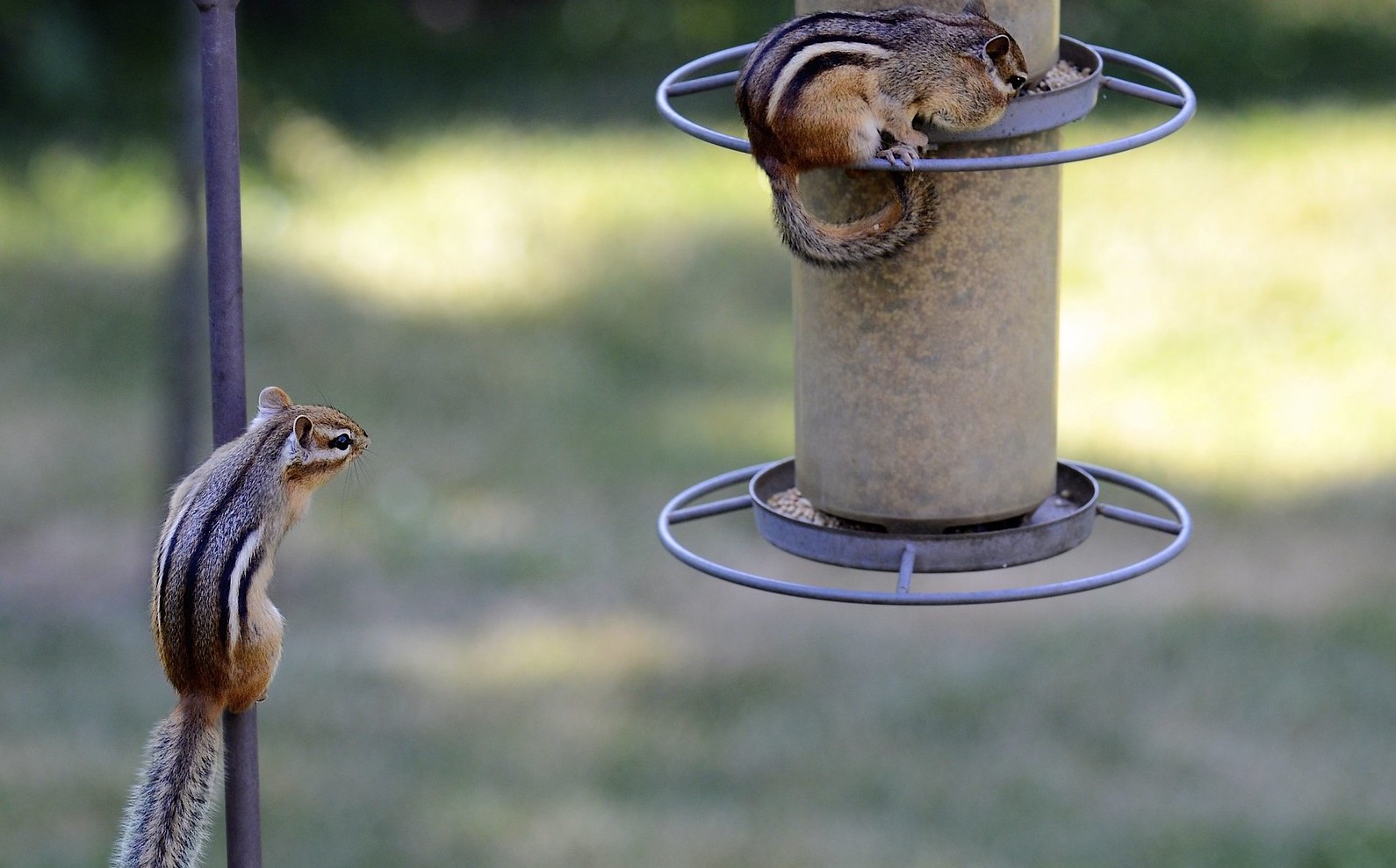 Take Down Your Feeders: Salmonella is Killing Songbirds