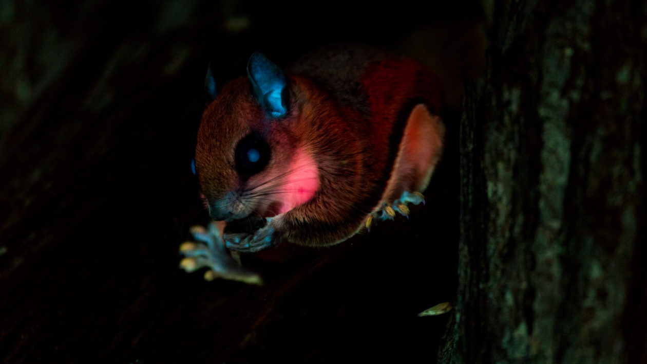 squirrel on a tree with glowing cheek