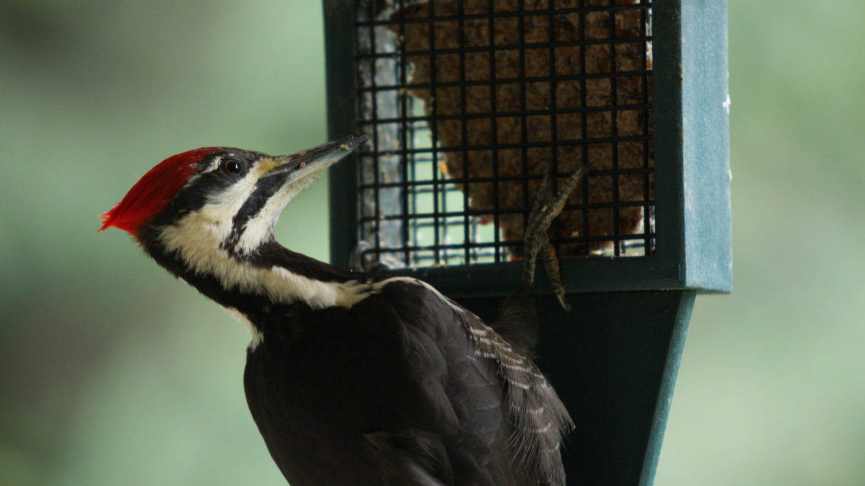 woodpecker on a feeder